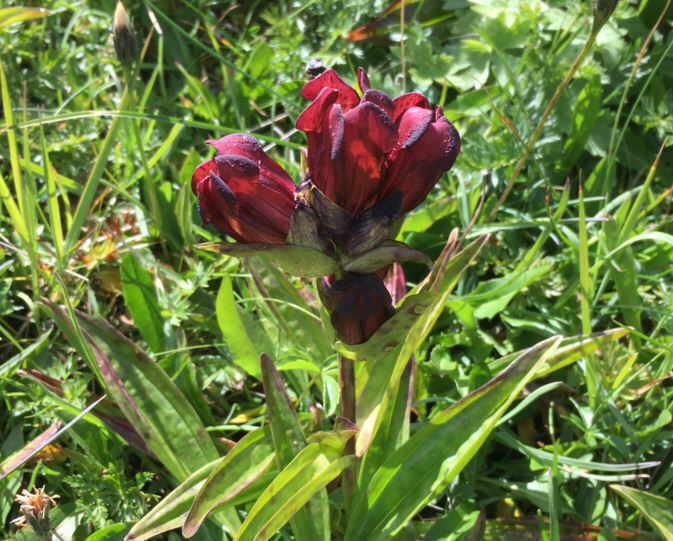 Flower contest september of 2016