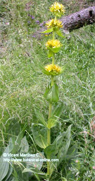 Gentiana lutea