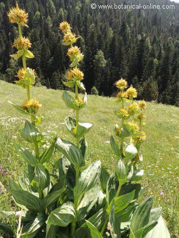 Gentian plant in the mountain 