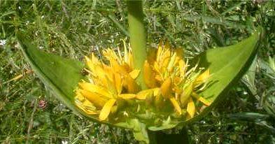 Gentiana lutea flowers