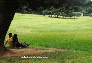 couple sitting on the grass