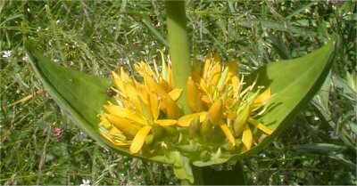 Gentiana lutea, detail of flowers