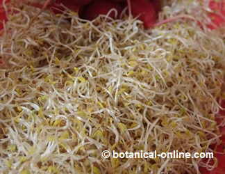 Photography of alfalfa sprouts