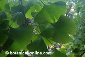 Ginkgo leaves