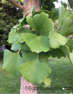 Ginkgo leaves