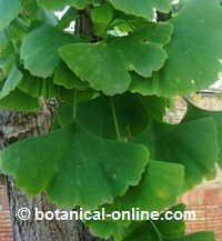 Ginko leaves 