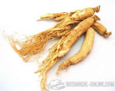 Ginseng roots