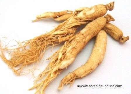 ginseng