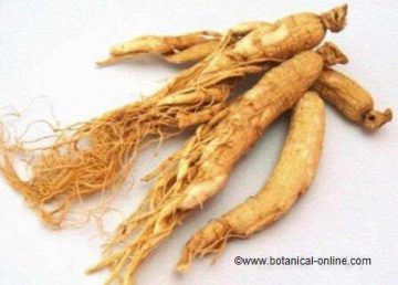 dried ginseng root ( Panax ginseng)