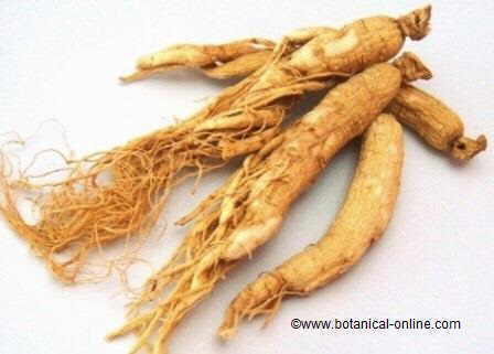 ginseng