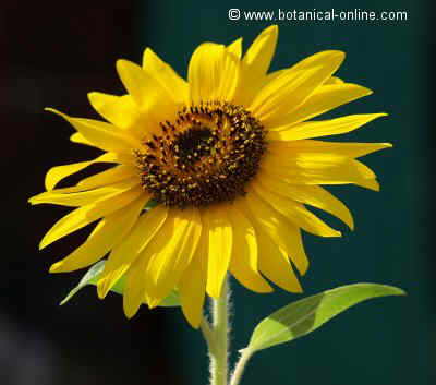 Sunflower flower