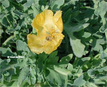 Yellow horned poppy photo