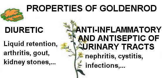 planta medicinal vara de oro solidago, propiedades medicinales
