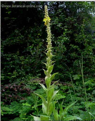 Mullein plant with flowers