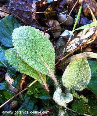 Photograph of the first shoots of a mullein plant.