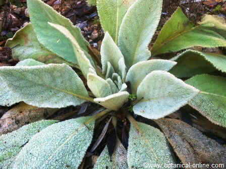 mullein plant