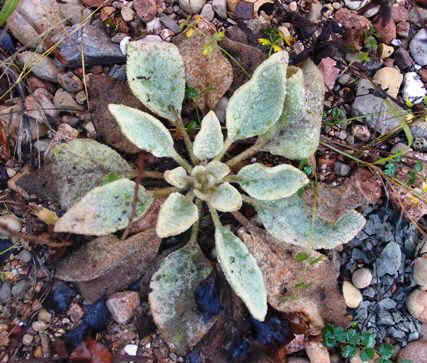 the plant at the first year of its growth