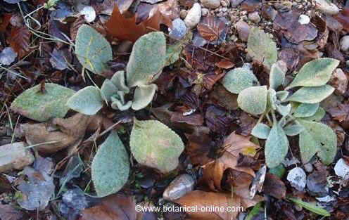 Photograph of two mullein plants (Verbascum thapsus).