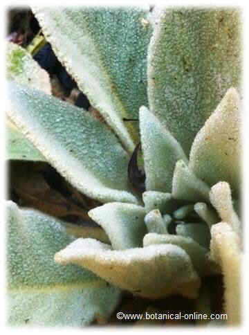 leaves of mullein during the first year