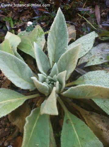 mullein plant during the first year of growth