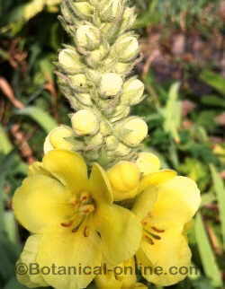 Mullein flowers