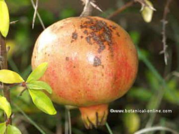 pomegranate photo