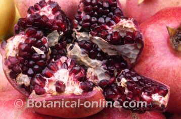 Pomegranate