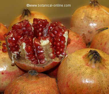 Photo of pomegranate grain