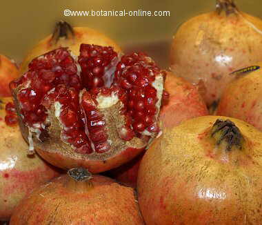 pomegranate