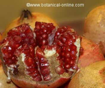 Pomegranate