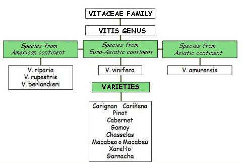 Grape vine species and varieties