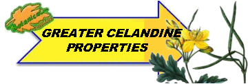 Greater celandine properties drawing