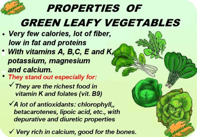 Main properties of green leafy vegetables