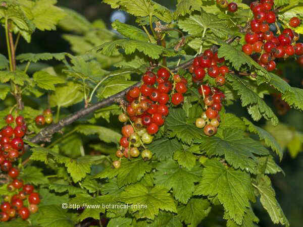 Redcurrant plant with berries