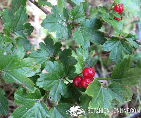 Malar rashcurrants