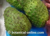 Photography soursop