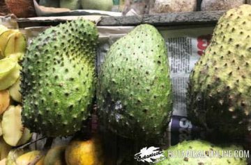 guanabana