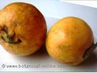 guava