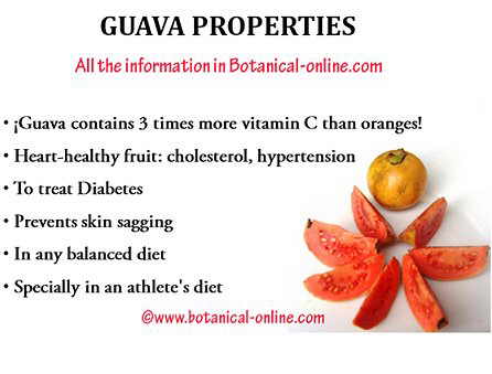 Guava properties