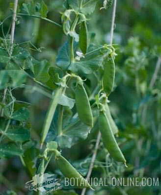 pea plant with fruit