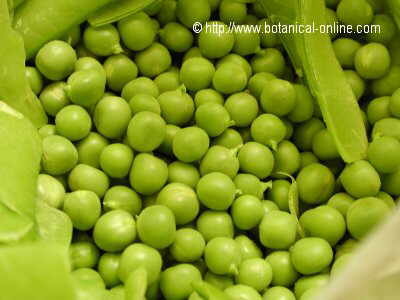 Peas