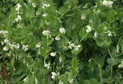 Chickpea plant