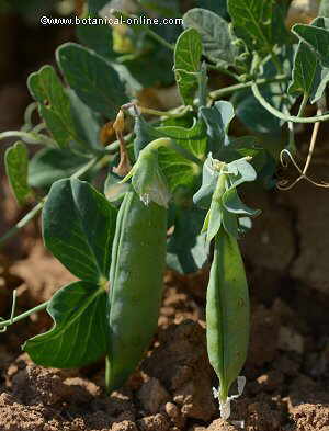 Photo of peas