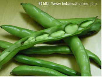 Photo of broad beans in their pods