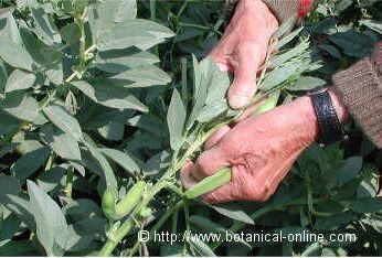 cultivation of fava beans