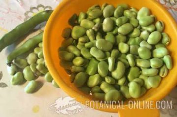 faba beans