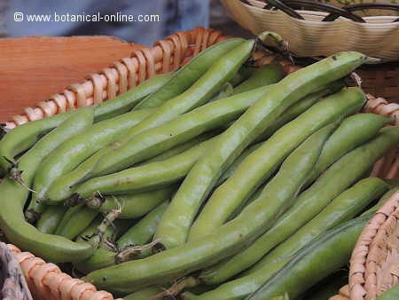 tender broad beans in their pods