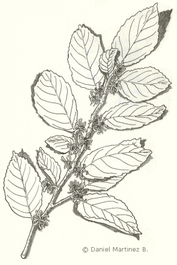 drawing of witch hazel