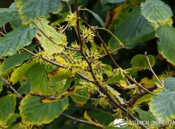 hamamelis