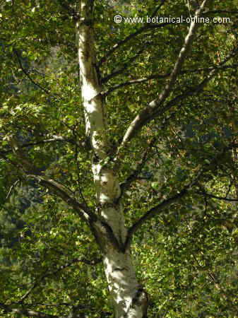 summer beech photo